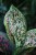 AGLAONEMA CRIMSON LOVE (3).JPG