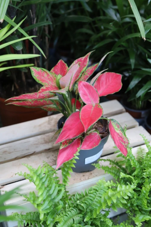 AGLAONEMA RED JOY (1).JPG