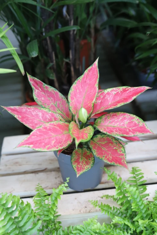 AGLAONEMA RED JOY (2).JPG