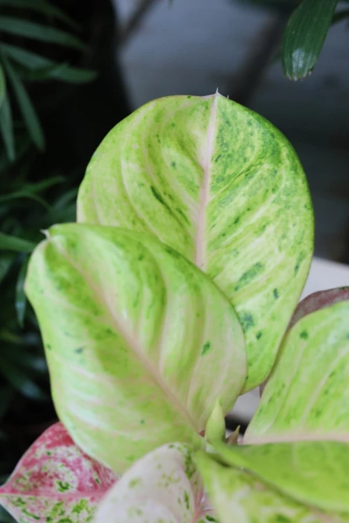 aglaonema apple fantasy (1).JPG
