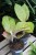 aglaonema apple fantasy (2).JPG
