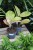 aglaonema apple fantasy (3).JPG