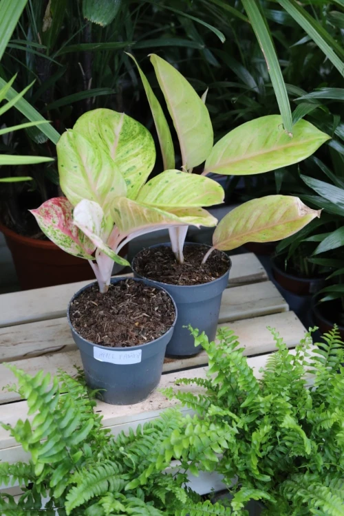 aglaonema apple fantasy (3).JPG