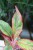 aglaonema siam aurora (1).JPG