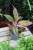 aglaonema siam aurora (3).JPG
