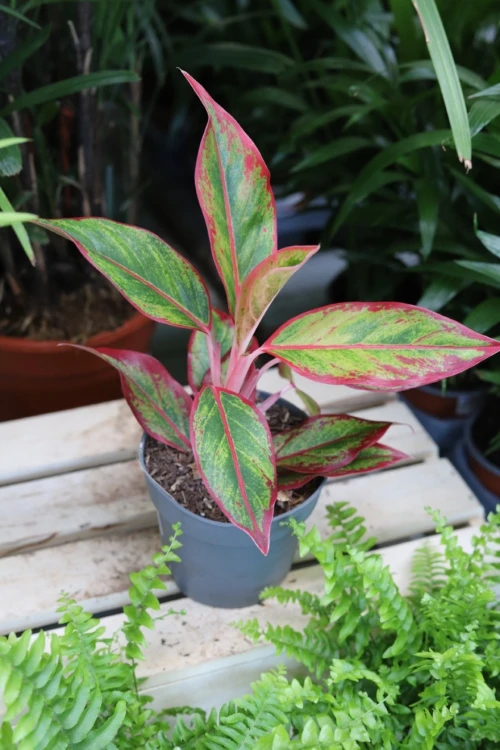 aglaonema siam aurora (3).JPG