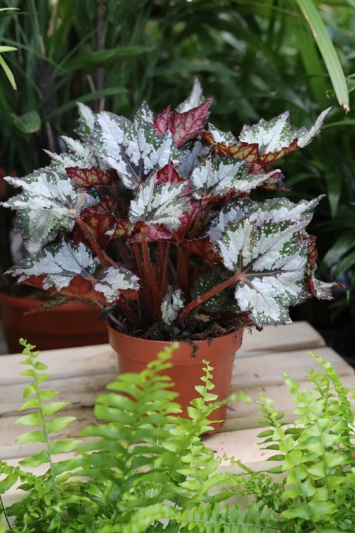 Begonia Sumatra Green (2).JPG