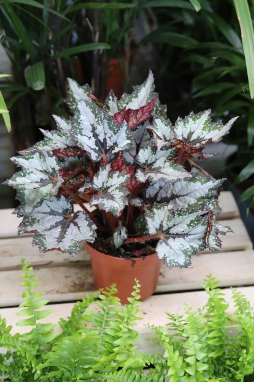 Begonia Sumatra Green (3).JPG