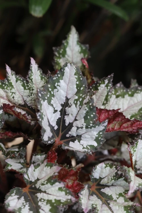 Begonia Sumatra Green (4).JPG