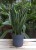 Sansevieria Canary
