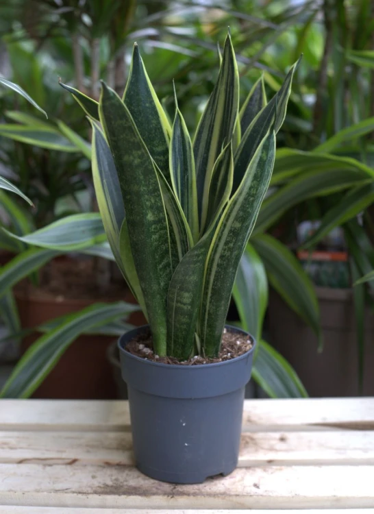 Sansevieria Canary