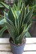 Sansevieria
