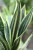Zbliżenie na Sansevieria