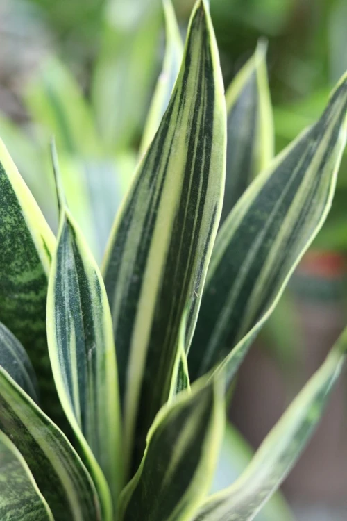 Zbliżenie na Sansevieria