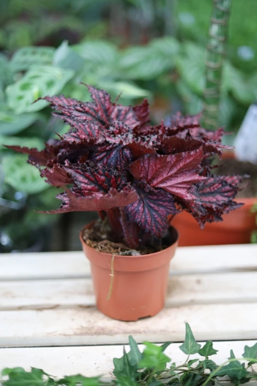 begonia red black (1).JPG