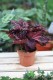 begonia red black (1).JPG