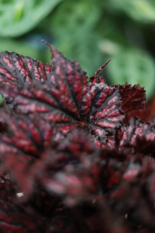 begonia red black (2).JPG