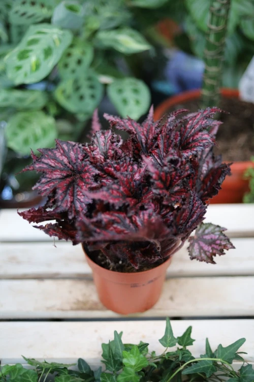 begonia red black (3).JPG