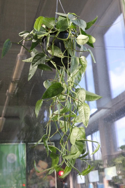 epipremnum cebu blue (2).JPG