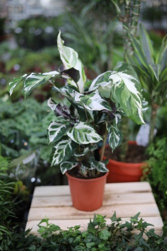 calathea fusion white (2).JPG