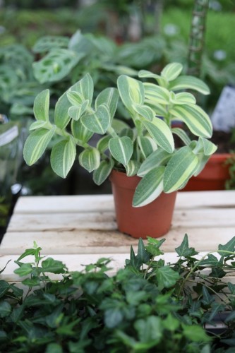 tradescantia sillamontana variegata (3).JPG