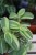 tradescantia sillamontana variegata (1).JPG