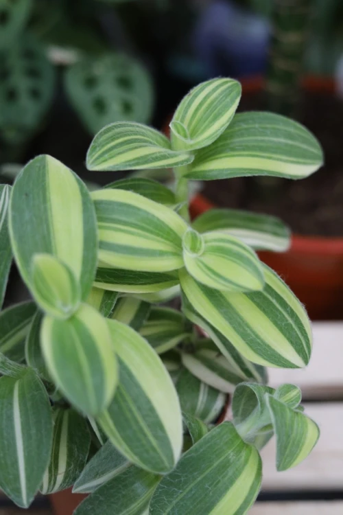 tradescantia sillamontana variegata (1).JPG