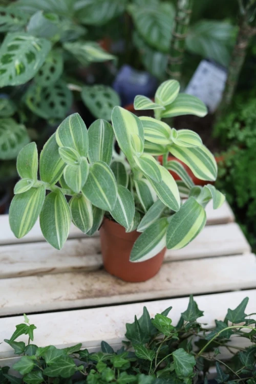 tradescantia sillamontana variegata (2).JPG