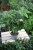 fatsia japonica m (2).JPG