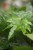fatsia japonica m (1).JPG