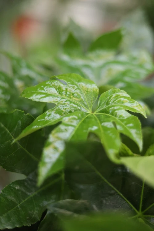 fatsia japonica m (1).JPG