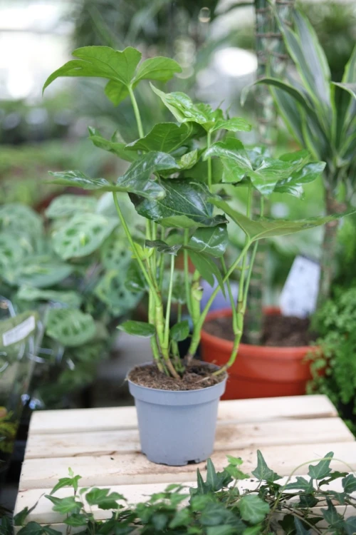 fatsia japonica m (3).JPG