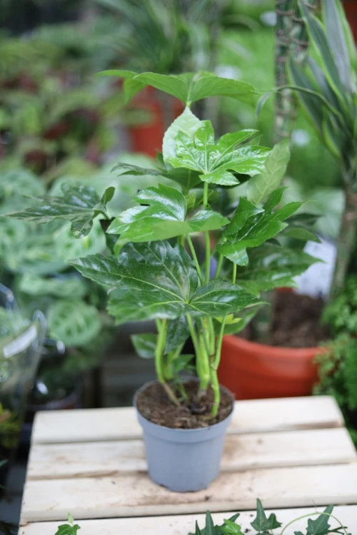 fatsia japonica m (4).JPG