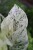 epipremnum snow leopard (1).JPG
