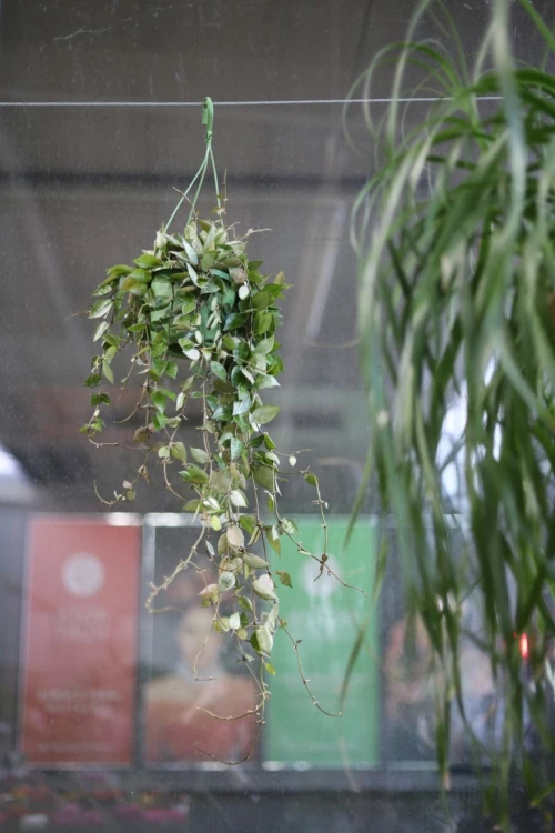 Hoya krochniana Eskimo (Hoja) (1).JPG