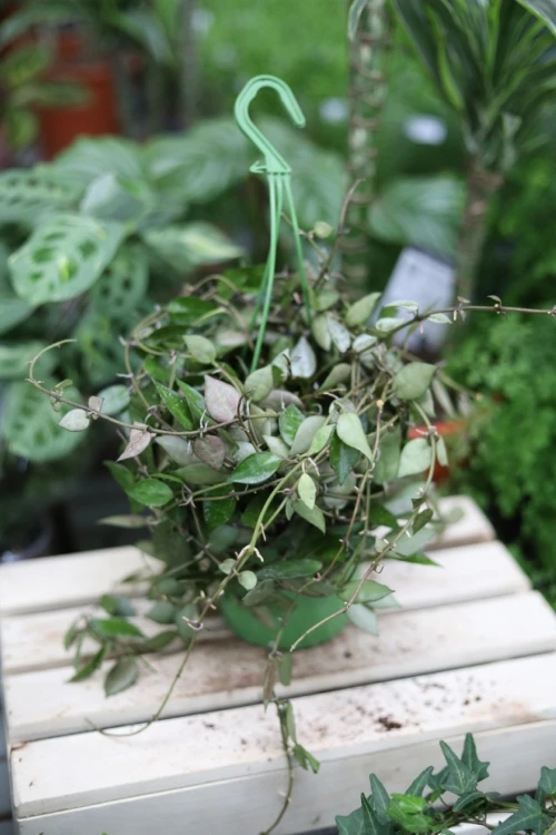 Hoya krochniana Eskimo (Hoja) (2).JPG