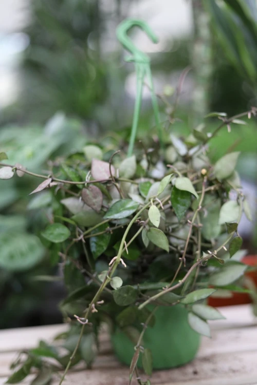 Hoya krochniana Eskimo (Hoja) (3).JPG