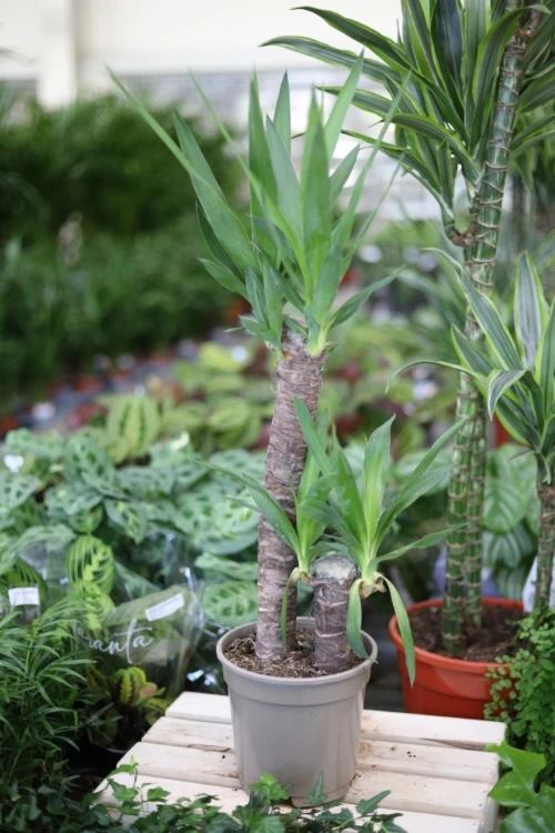yucca elephantipes (3).JPG