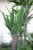 yucca elephantipes (1).JPG