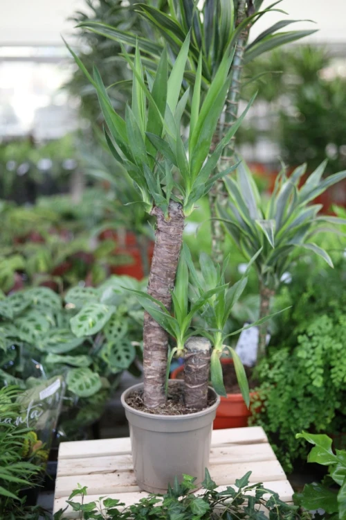 yucca elephantipes (2).JPG