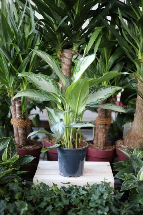 Aglaonema Silver Bay to efektowna roślina doniczkowa o srebrzystych liściach z zielonymi żyłkami – idealna do domu i biura, wprowadzając elegancję i świeżość.