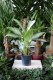 Aglaonema Silver Bay to efektowna roślina doniczkowa o srebrzystych liściach z zielonymi żyłkami – idealna do domu i biura, wprowadzając elegancję i świeżość.
