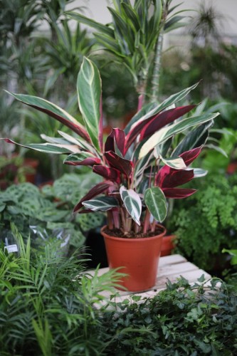 Stromante sanguinea 'Triostar' XL (1).JPG