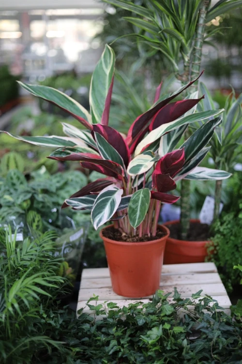 Stromante sanguinea 'Triostar' XL (2).JPG