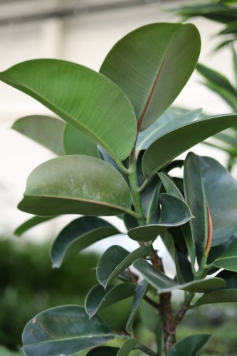 ficus elastica cloe (2).JPG