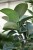 ficus elastica cloe (2).JPG