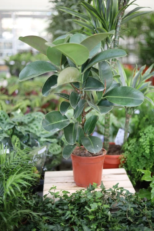 ficus elastica cloe (3).JPG