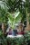 Aglaonema Silver Bay