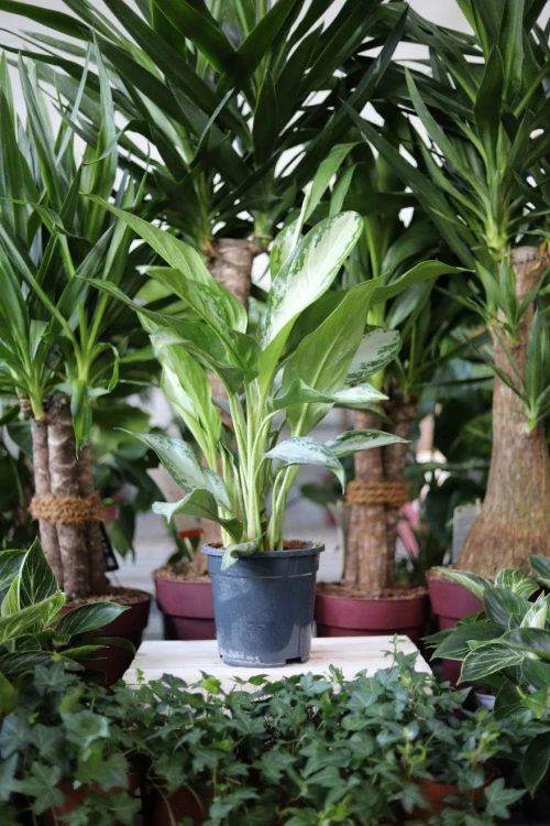 Aglaonema Silver Bay