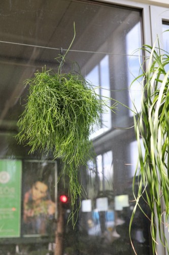 Rhipsalis oasis (1).JPG